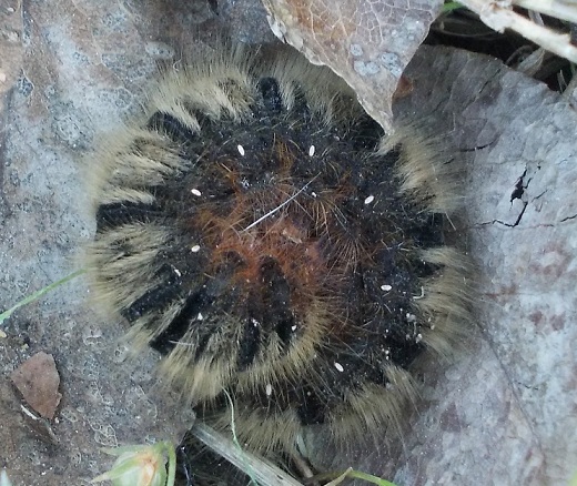 identificazione bruco nero vellutato con spine, enorme